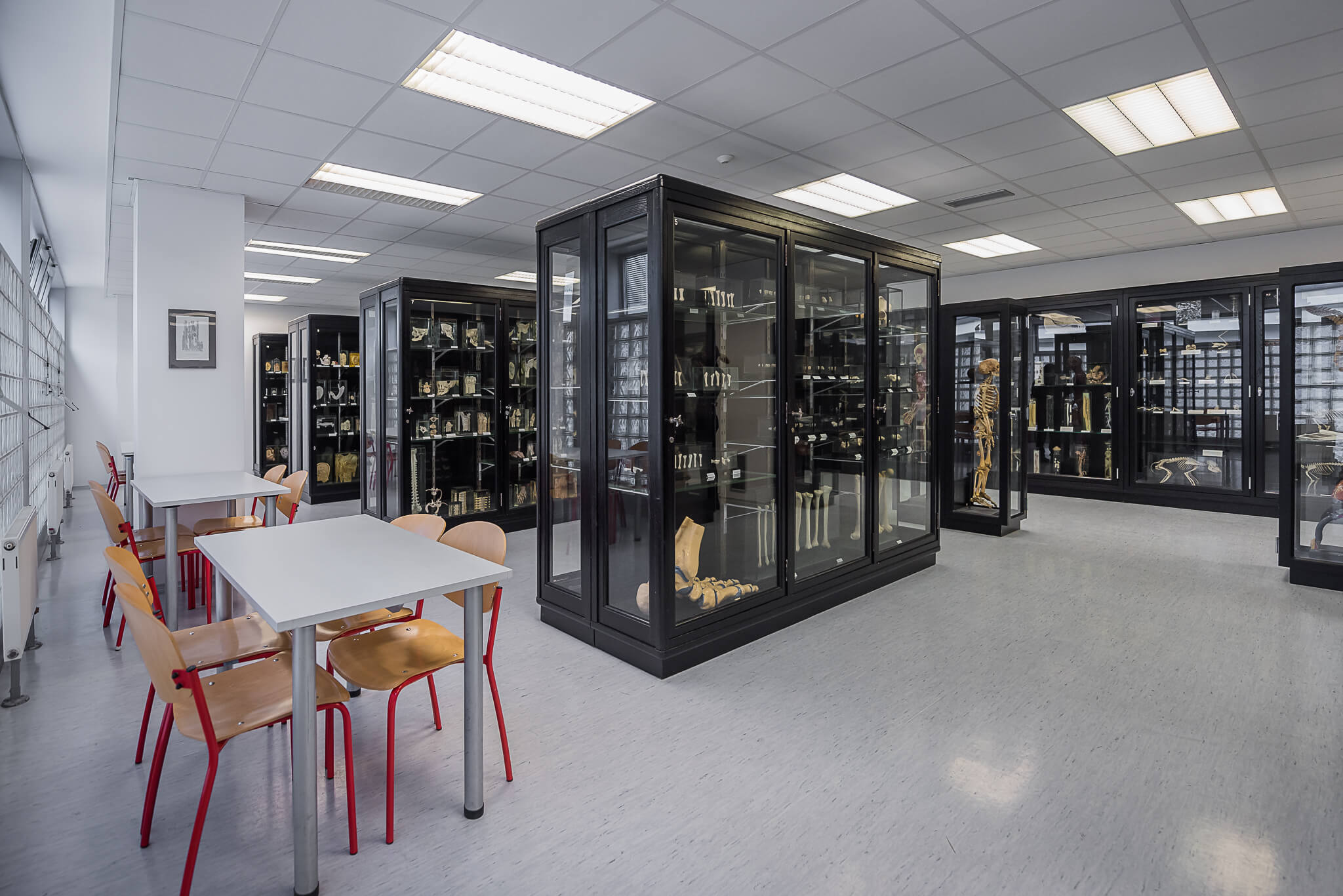 MUNI – Anatomické muzeum profesora Karla Žlábka